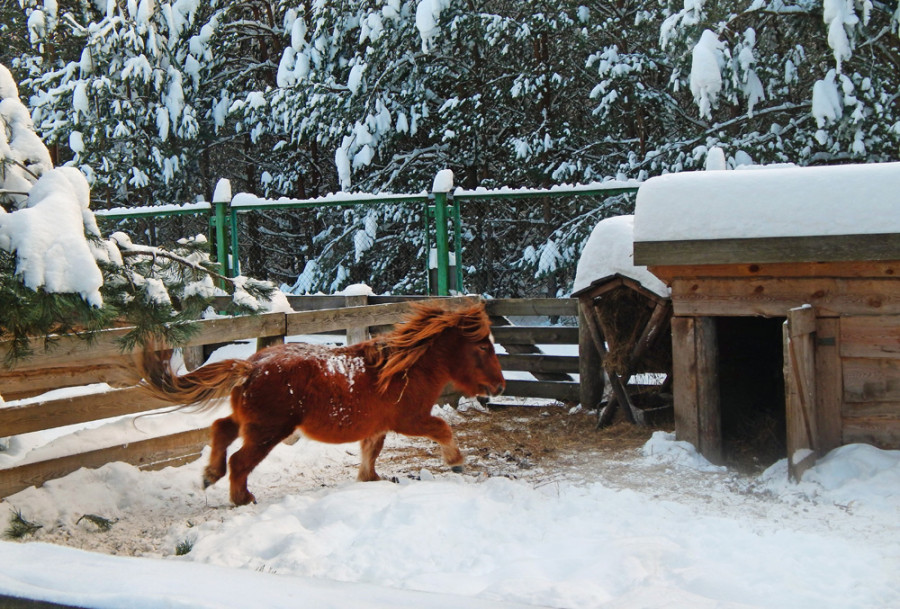 Зимний фоторепортаж из Лесного зоопарка и Зоопарка домашних животных