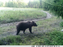 Бурые медведи безраздельно царствуют в лесах