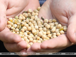 Бригадир сельхозпредприятия пыталась похитить две тонны зерна гороха