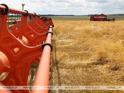 В Беларуси намолочено более 550 тыс. т зерна