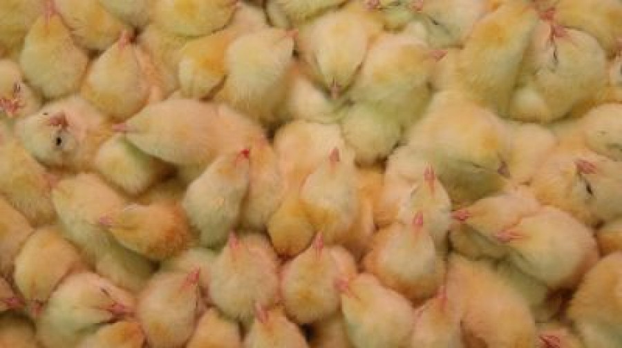Более 2,3 тыс. цыплят погибли при пожаре на птицефабрике