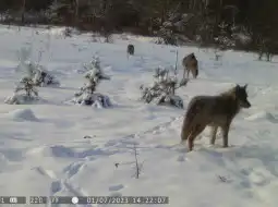Стая из 12 волков появилась в Лепельском районе