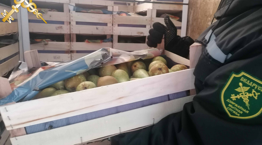 Витебские таможенники пресекли попытку незаконного вывоза из страны 40 т фруктов