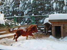 Зимний фоторепортаж из Лесного зоопарка и Зоопарка домашних животных
