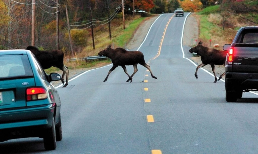 Аварии на дорогах с участием диких животных в любое время года не редкость