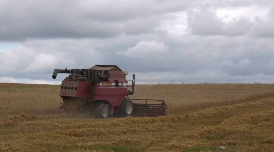 В Беларуси намолочено 9 млн тонн зерна с учетом рапса