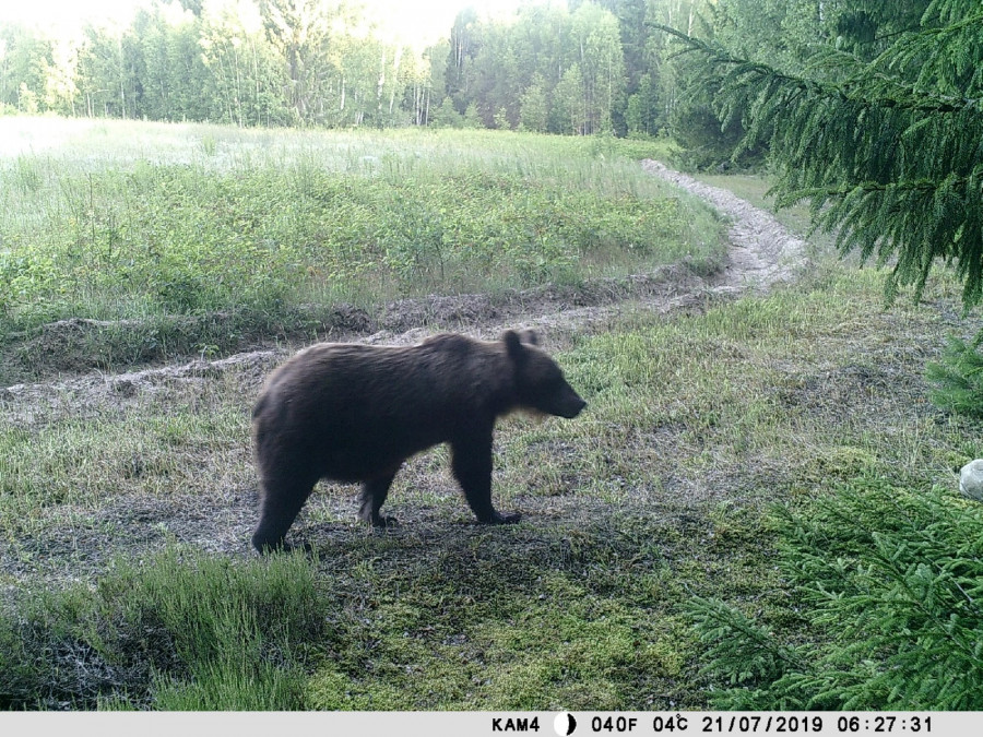 Бурые медведи безраздельно царствуют в лесах
