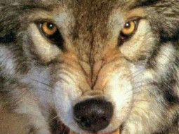 Милиционеры обезвредили бешеного волка