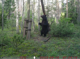 Огромный медведь попал на видео в Березинском заповеднике 