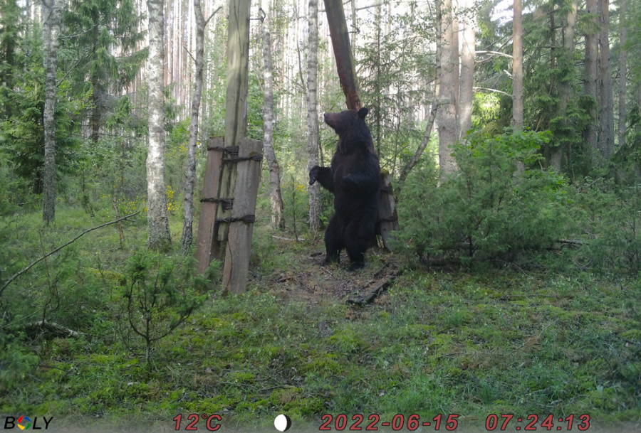 Огромный медведь попал на видео в Березинском заповеднике 