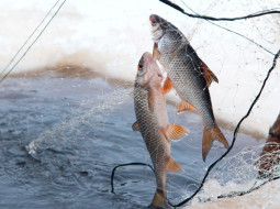 Добровольная сдача рыболовных сетей освобождает от ответственности 