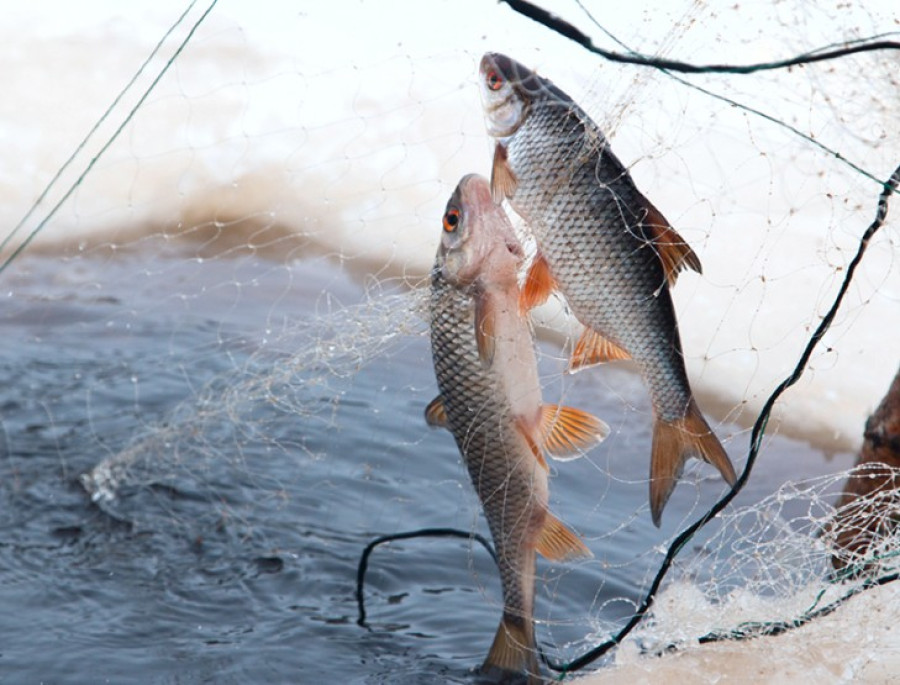 Добровольная сдача рыболовных сетей освобождает от ответственности 