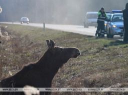 С начала года в Витебской области произошло более 250 аварий с участием диких животных.