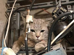 Женщина погибла от удара током, спасая кота из электрощитовой