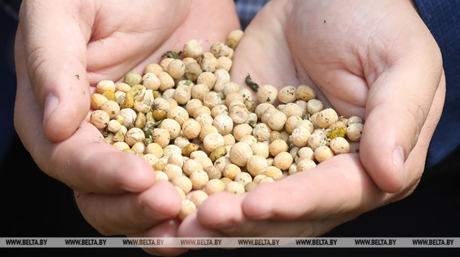 Бригадир сельхозпредприятия пыталась похитить две тонны зерна гороха