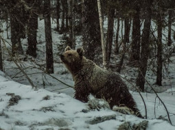  Бурые медведи в белорусских лесах пока не собираются залегать в берлоги