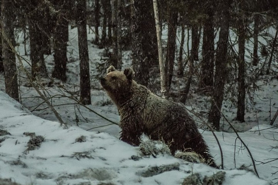  Бурые медведи в белорусских лесах пока не собираются залегать в берлоги