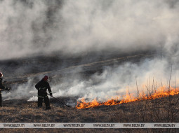 Более 30 пожаров травы и кустарников ликвидировали за сутки в Беларуси