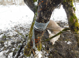 Убившего оленя браконьера-петельщика нашли 