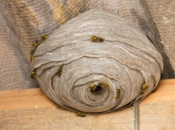 В Лепельскую ЦРБ обратилось 29 человек по причине укуса полосатыми насекомыми