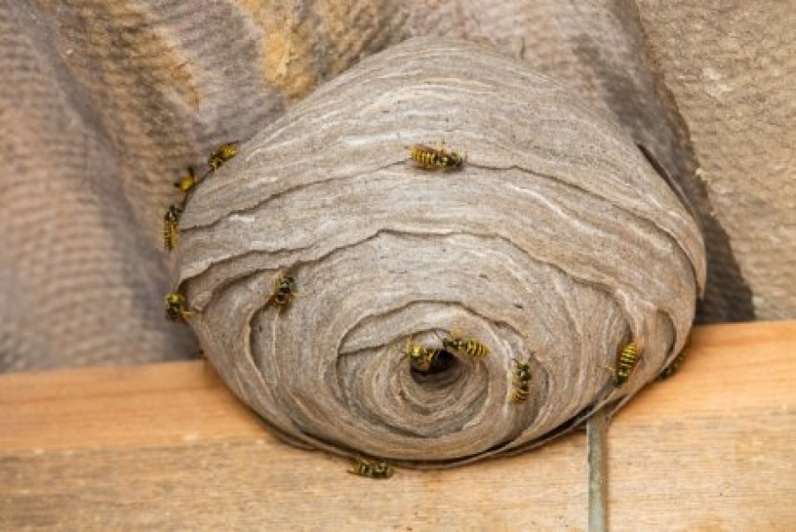 В Лепельскую ЦРБ обратилось 29 человек по причине укуса полосатыми насекомыми
