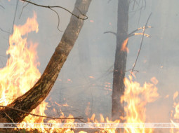 В Беларуси за сутки ликвидированы 24 пожара травы и кустарников