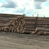 В Беларуси изменяются Правила реализации древесины