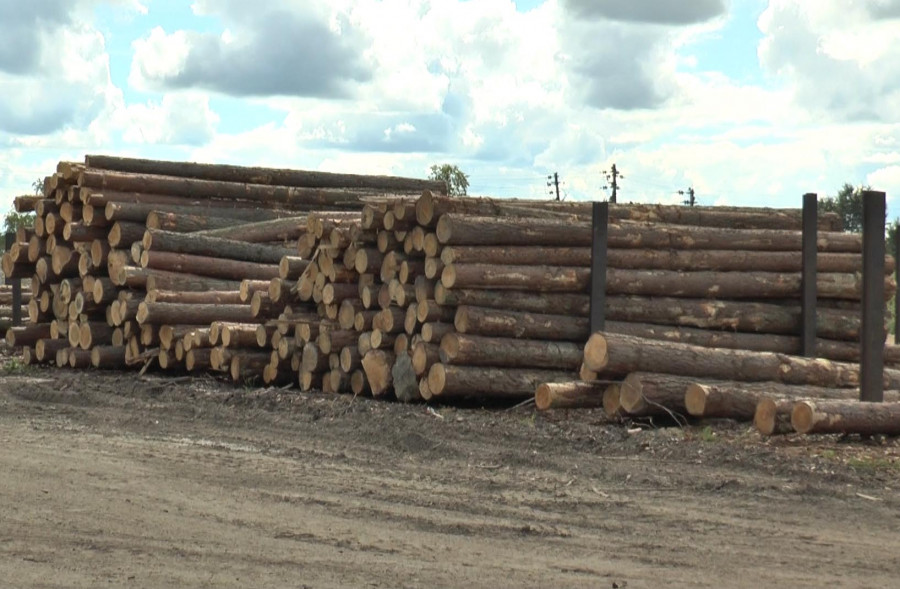 В Беларуси изменяются Правила реализации древесины