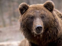 Медведи зачастили с визитами в деревни Витебской области, Лепельского района. Что привело хищников к людям?