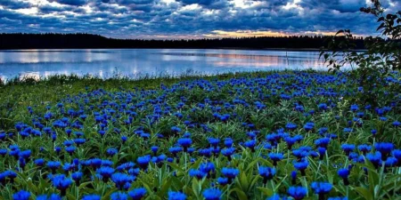 Лепельский край