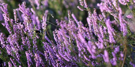 Лепельский край