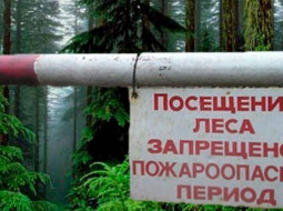 Введен запрет на посещение лесов